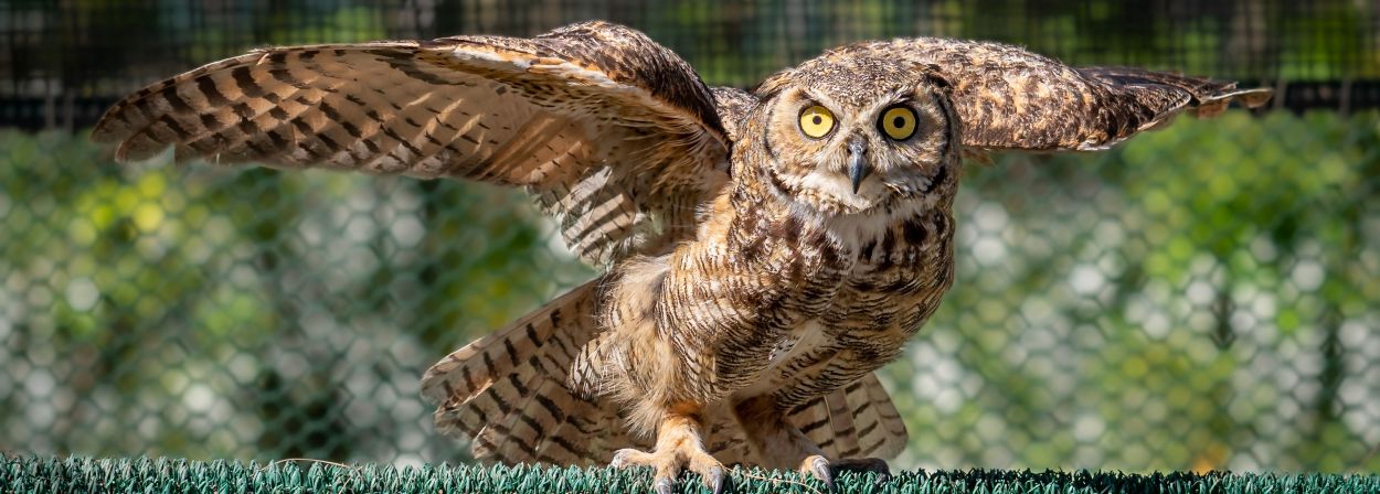 great horned owl
